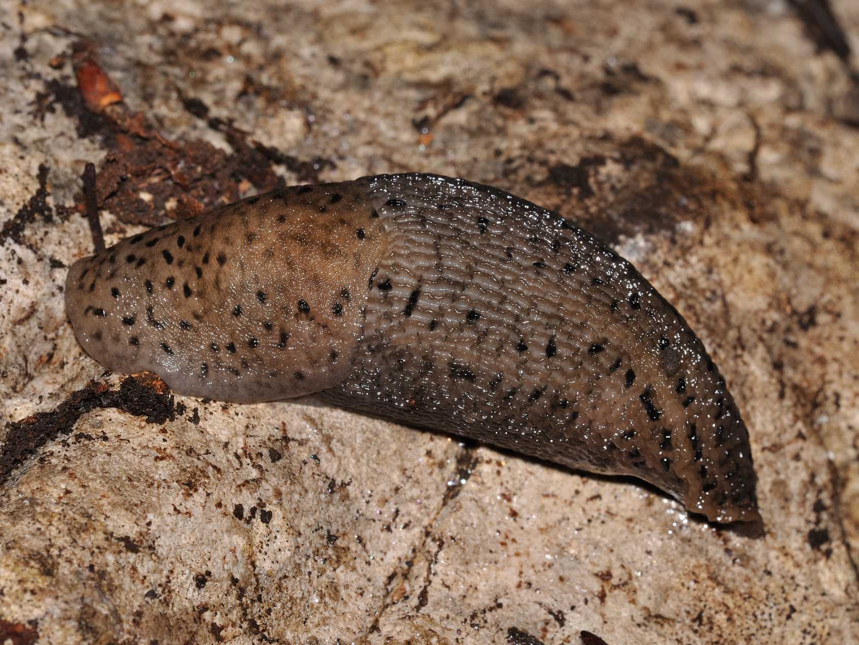 ID: Limax maximus (?) dal Parco dei Monti Lucretili